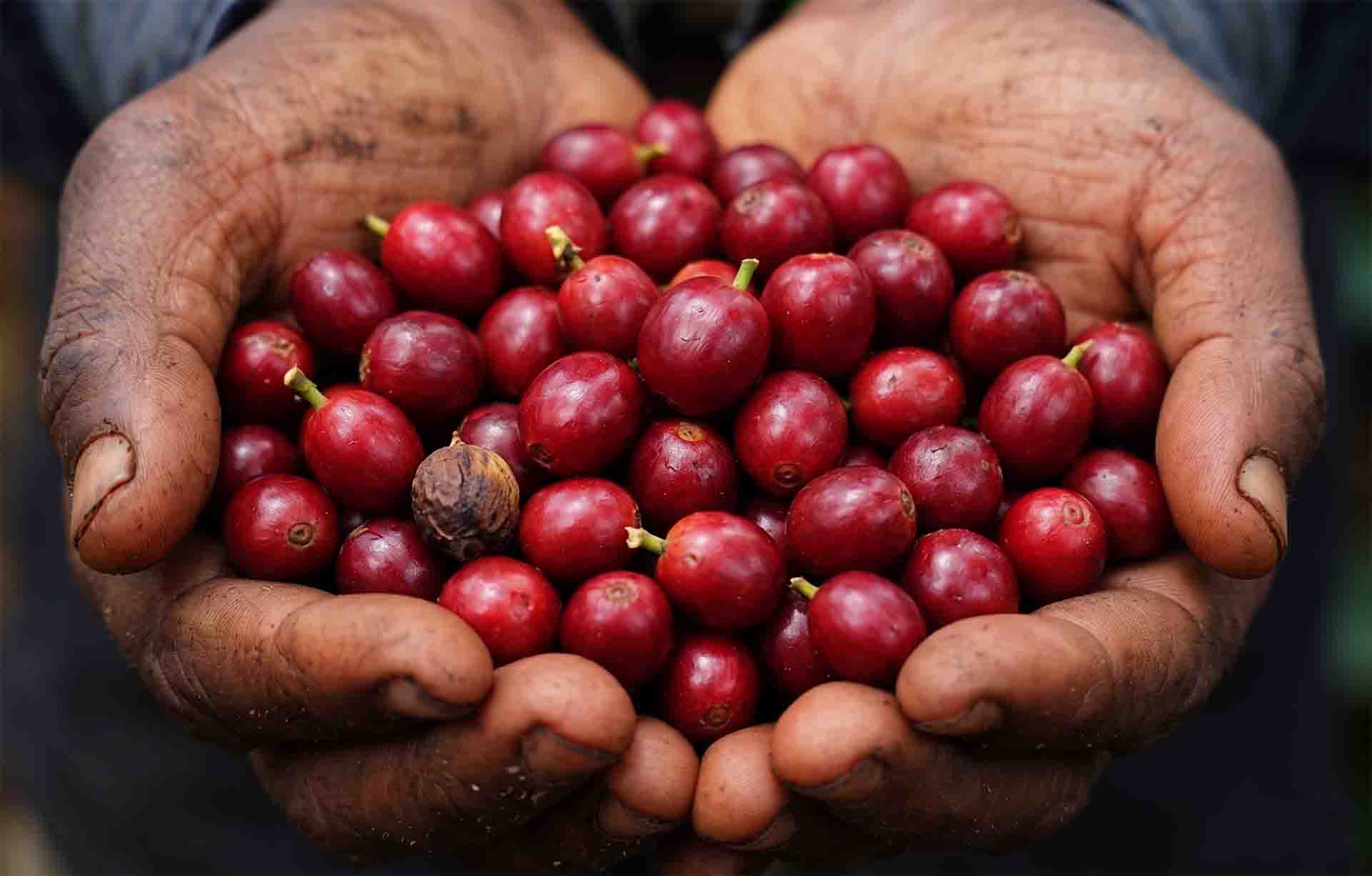 Huellas del Café