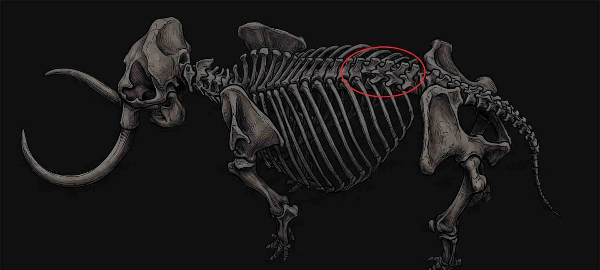 Investigación Mastodonte Colombia